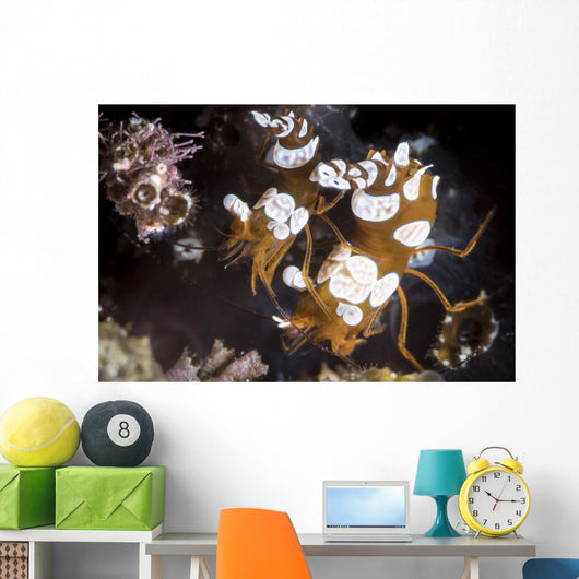 Squat Shrimp Also Called Wall Decal