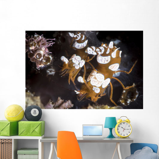 Squat Shrimp Also Called Wall Decal