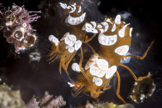 Squat Shrimp Also Called Wall Decal