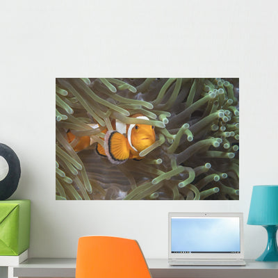 False Clownfish North Sulawesi Horizontal Wall Decal shown on a wall