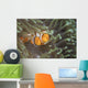False Clownfish North Sulawesi Horizontal Wall Decal