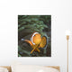 False Clownfish North Sulawesi Close-up Wall Decal