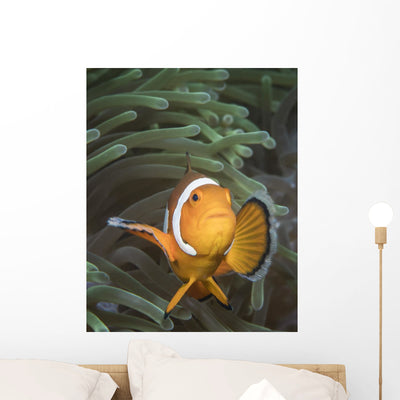 False Clownfish North Sulawesi Close-up Wall Decal shown on a wall