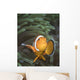 False Clownfish North Sulawesi Close-up Wall Decal