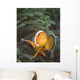 False Clownfish North Sulawesi Close-up Wall Decal