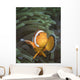 False Clownfish North Sulawesi Close-up Wall Decal