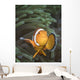 False Clownfish North Sulawesi Close-up Wall Decal