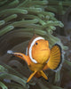 False Clownfish North Sulawesi Close-up Wall Decal