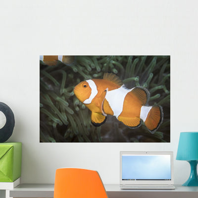 False Clownfish North Sulawesi Let Side Wall Decal shown on a wall