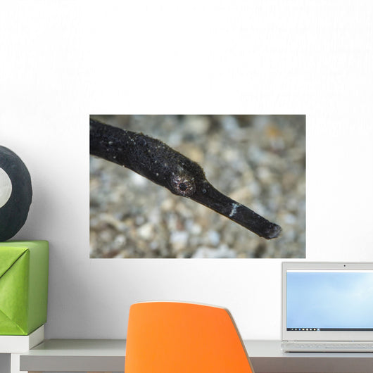 Pipefish North Sulawesi Indonesia Wall Decal
