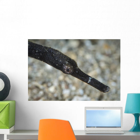 Pipefish North Sulawesi Indonesia Wall Decal
