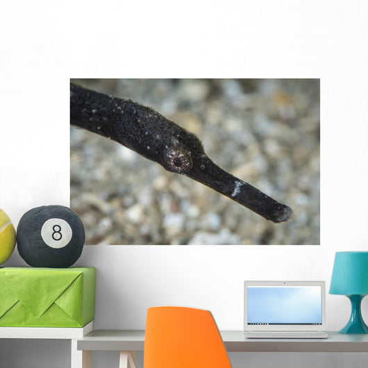 Pipefish North Sulawesi Indonesia Wall Decal