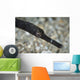 Pipefish North Sulawesi Indonesia Wall Decal