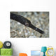 Pipefish North Sulawesi Indonesia Wall Decal