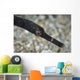 Pipefish North Sulawesi Indonesia Wall Decal