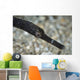 Pipefish North Sulawesi Indonesia Wall Decal