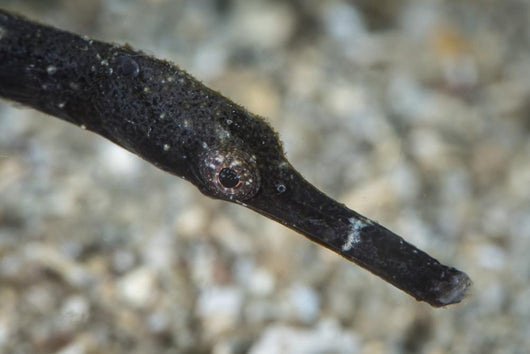 Pipefish North Sulawesi Indonesia Wall Decal