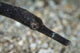 Pipefish North Sulawesi Indonesia Wall Decal