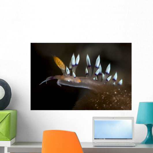Desirable Flabellina Flabellina Exoptata Wall Decal