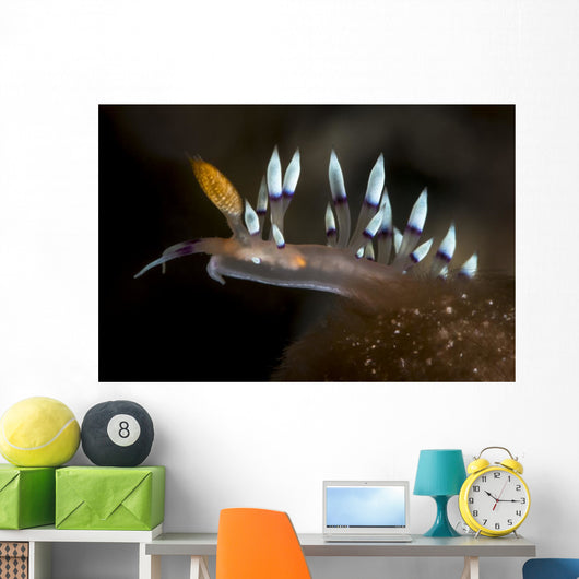 Desirable Flabellina Flabellina Exoptata Wall Decal