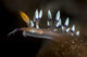 Desirable Flabellina Flabellina Exoptata Wall Decal