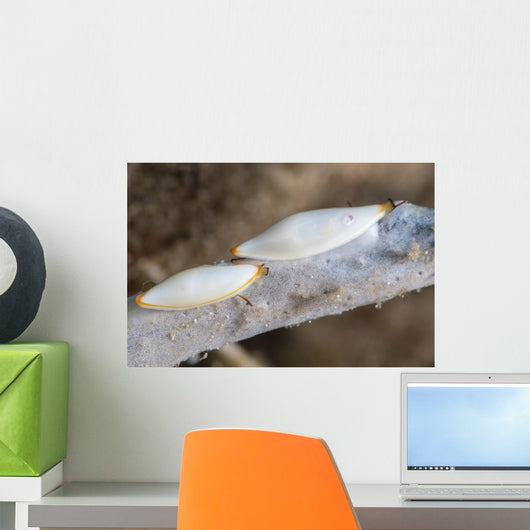 Spindle Cowries North Sulawesi Wall Decal