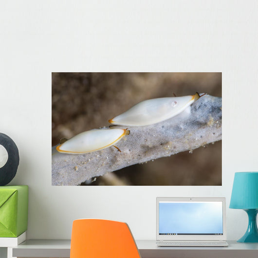 Spindle Cowries North Sulawesi Wall Decal