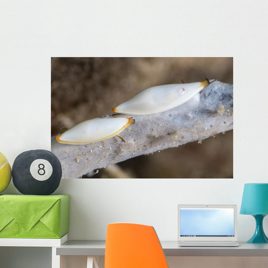 Spindle Cowries North Sulawesi Wall Decal