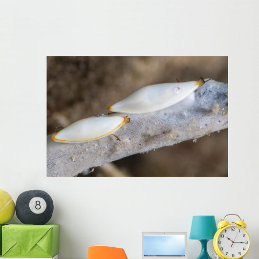 Spindle Cowries North Sulawesi Wall Decal