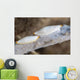 Spindle Cowries North Sulawesi Wall Decal