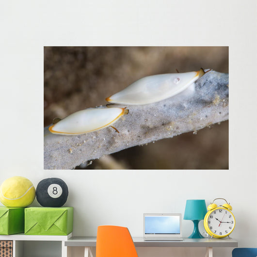 Spindle Cowries North Sulawesi Wall Decal