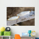 Spindle Cowries North Sulawesi Wall Decal