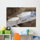 Spindle Cowries North Sulawesi Wall Decal