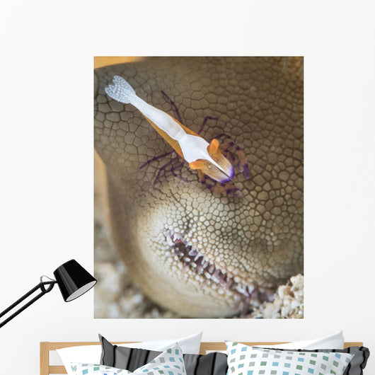 Emperor Shrimp Sea Cucumber Wall Decal
