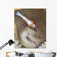 Emperor Shrimp Sea Cucumber Wall Decal