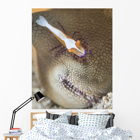 Emperor Shrimp Sea Cucumber Wall Decal