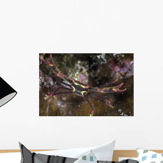 Serene's Black Coral Crab Wall Decal