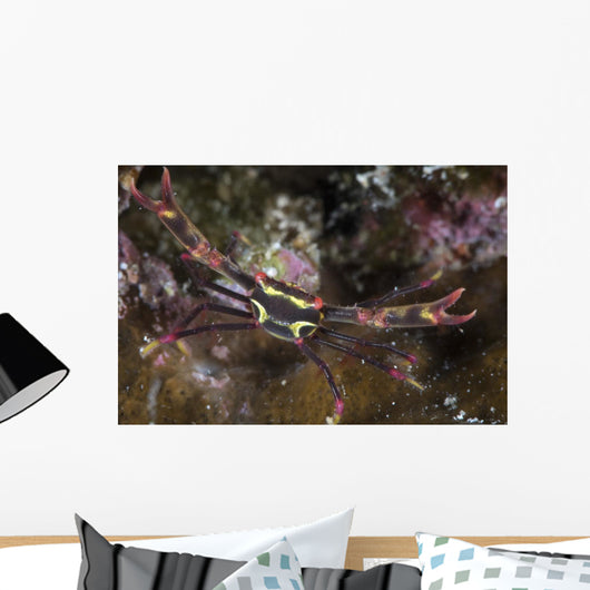Serene's Black Coral Crab Wall Decal