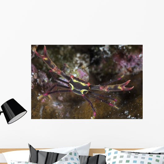 Serene's Black Coral Crab Wall Decal