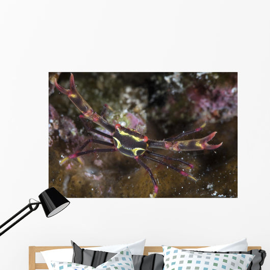 Serene's Black Coral Crab Wall Decal