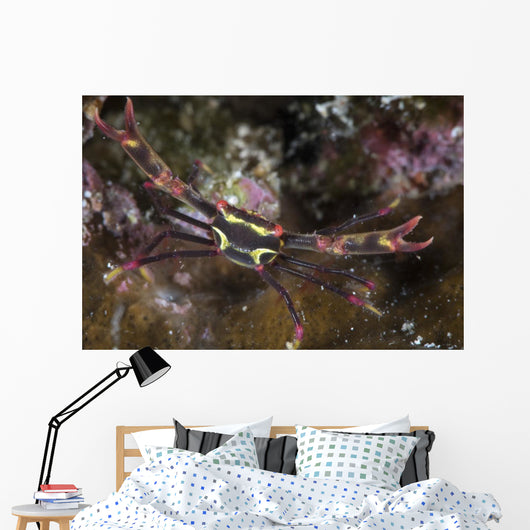 Serene's Black Coral Crab Wall Decal