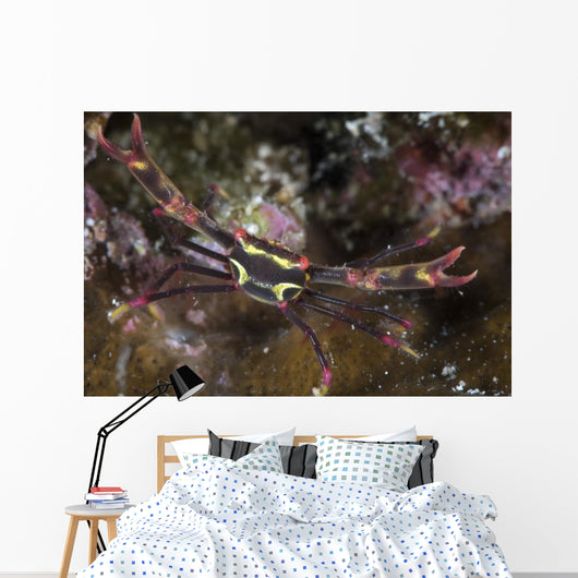 Serene's Black Coral Crab Wall Decal