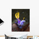 Hypselodoris Sp Nudibranch North Wall Decal