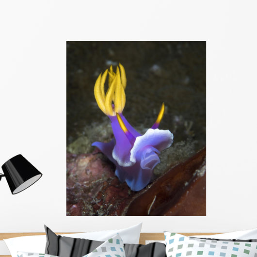 Hypselodoris Sp Nudibranch North Wall Decal