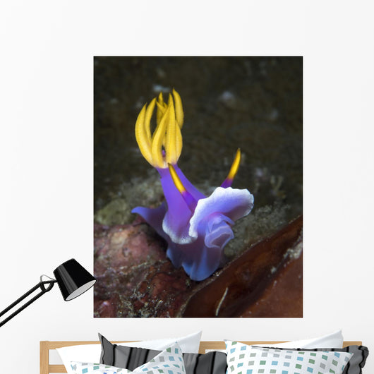 Hypselodoris Sp Nudibranch North Wall Decal