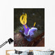 Hypselodoris Sp Nudibranch North Wall Decal