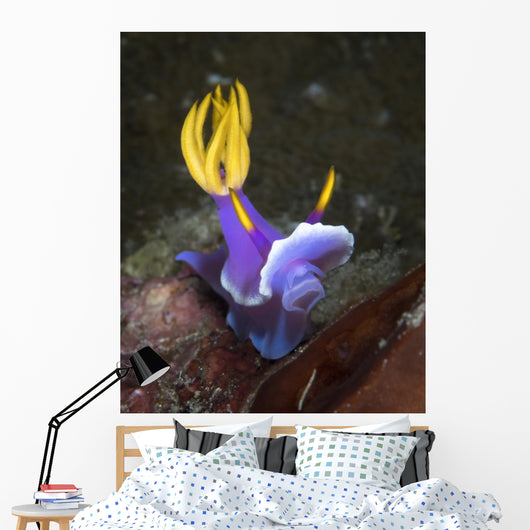 Hypselodoris Sp Nudibranch North Wall Decal