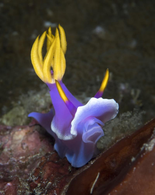 Hypselodoris Sp Nudibranch North Wall Decal