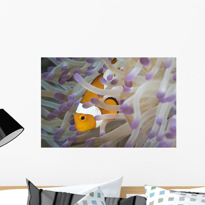 False Clownfish North Sulawesi Peeking Out of Anemone Wall Decal shown on a wall