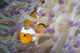 False Clownfish North Sulawesi Peeking Out of Anemone Wall Decal